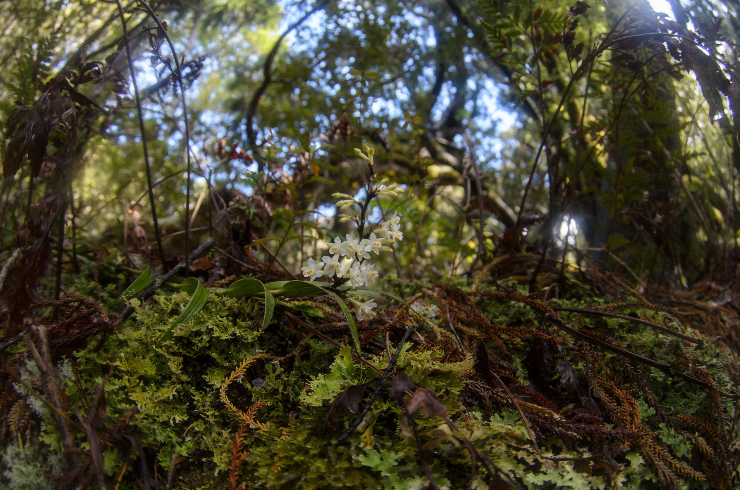 DSC_3103 – Adventure, Crispin, Island, March 2017, National Park, New, New Zealand, Rakiura, South, Stewart, Zealand